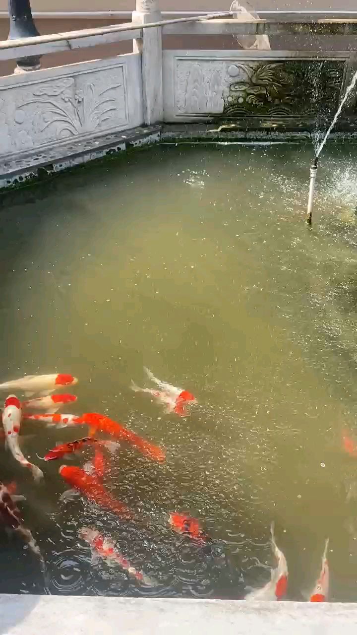 卡利净鱼池过滤器