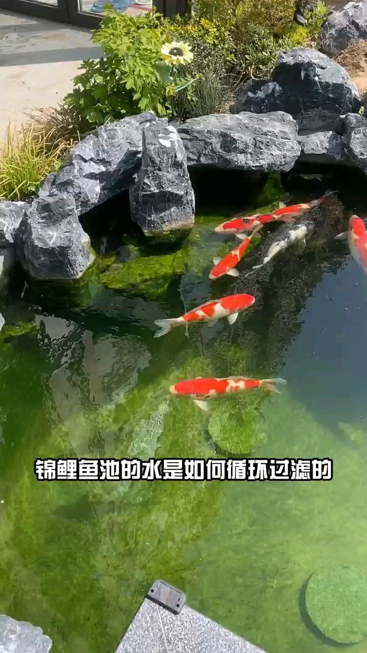 卡利净鱼池过滤器