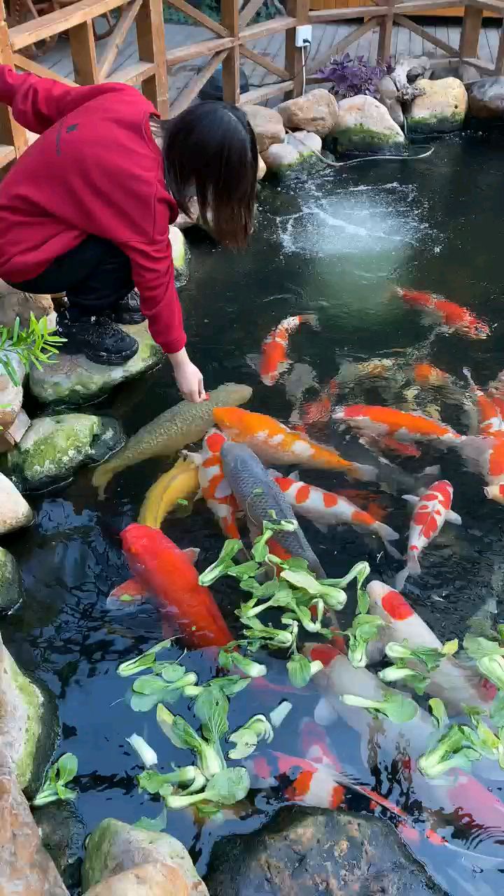 卡利净鱼池过滤器