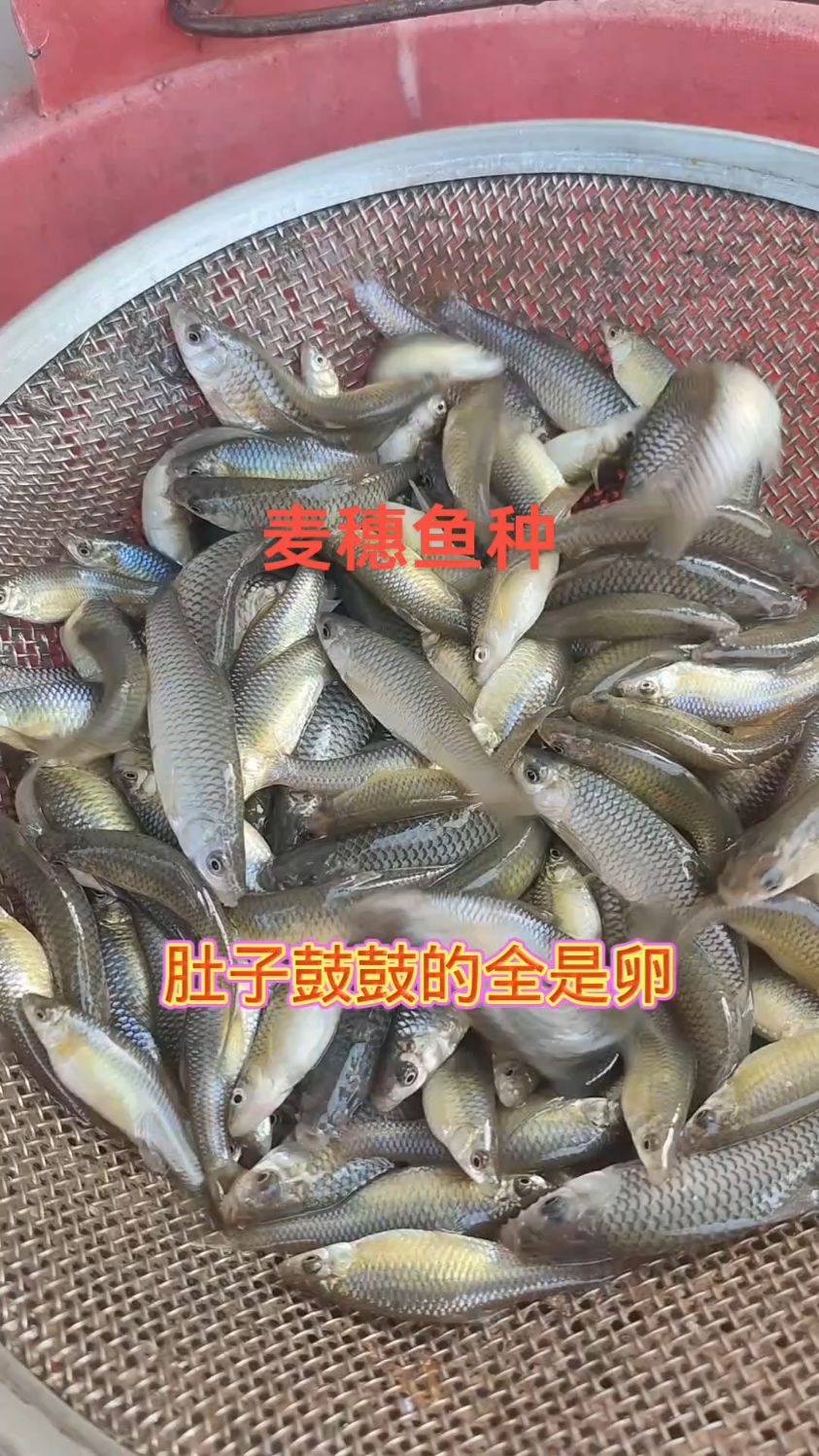 麦穗鱼也叫嫩子鱼,青嫩子,食蚊鱼,是一种小杂鱼。#麦穗鱼