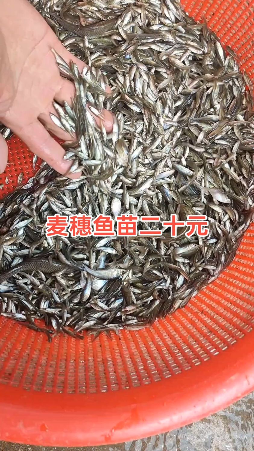 麦穗鱼苗，一斤几千尾，放池塘做饵料鱼都可以#麦穗鱼