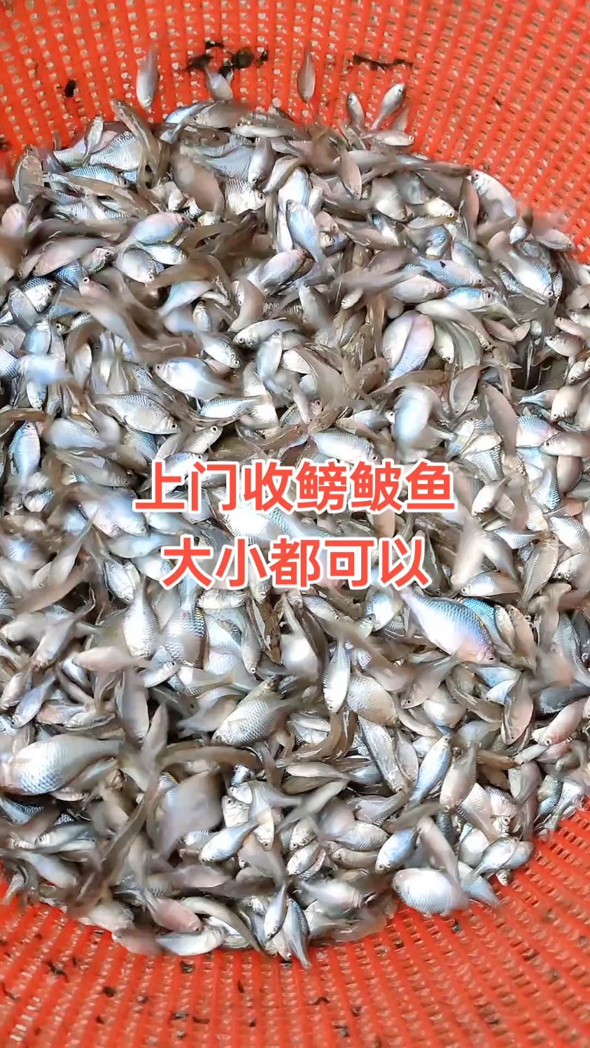 这次的鳑鲏鱼偏小,只要是鳑鲏鱼,大小都可以#鱼获满满 #鳑鲏鱼