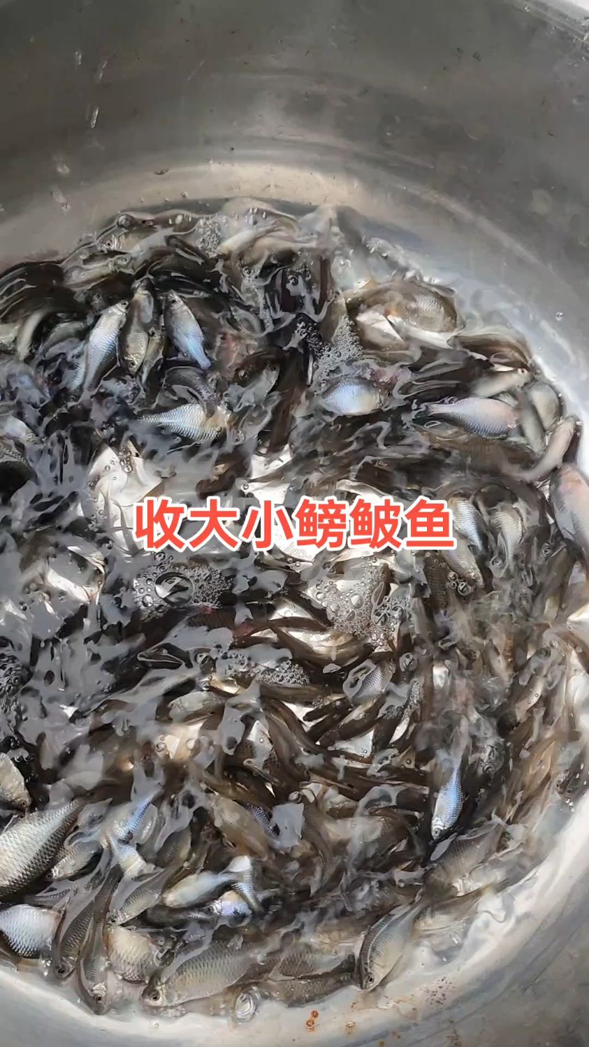 温度下降,鳑鲏鱼成活率没有问题了,上门收大小鳑鲏鱼咯#鳑鲏鱼