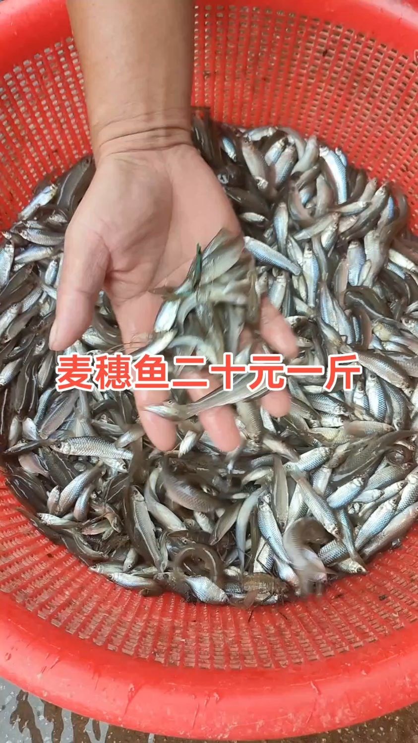 今天搞了一些好货,大部分都是麦穗鱼#我的农村生活 #麦穗鱼
