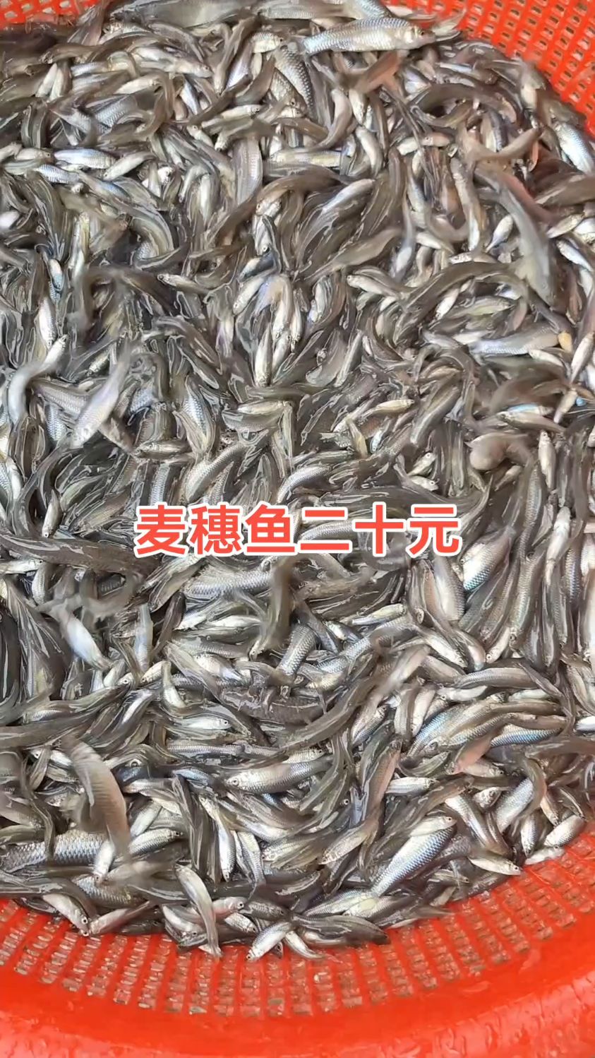 今天搞了十多斤好货,清一色的麦穗鱼#我的农村生活 #麦穗鱼