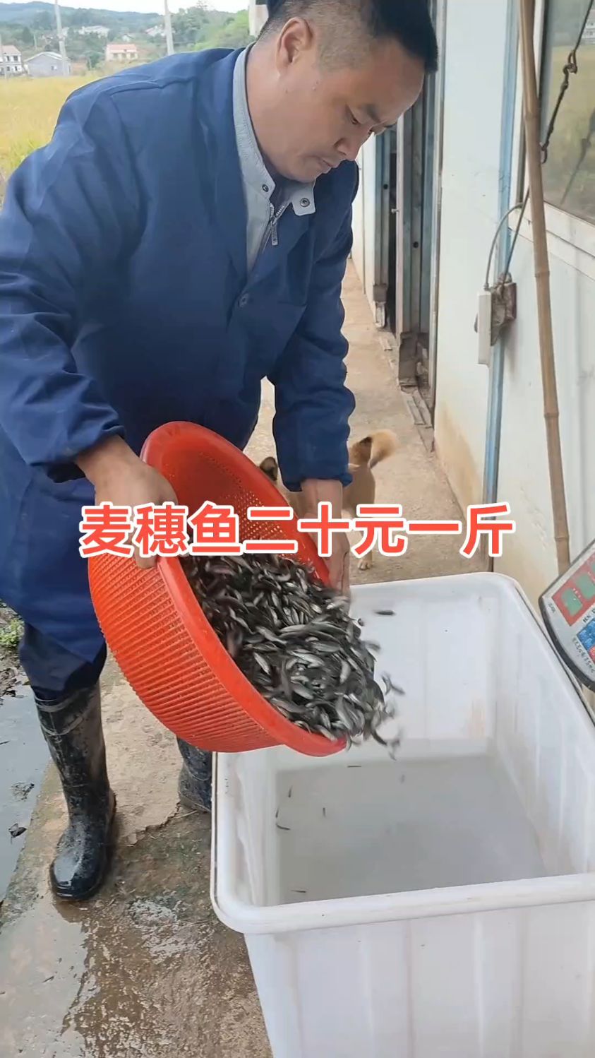 麦穗鱼今天第二称十五斤，大小都有，谢谢老板支持#我的乡村生活