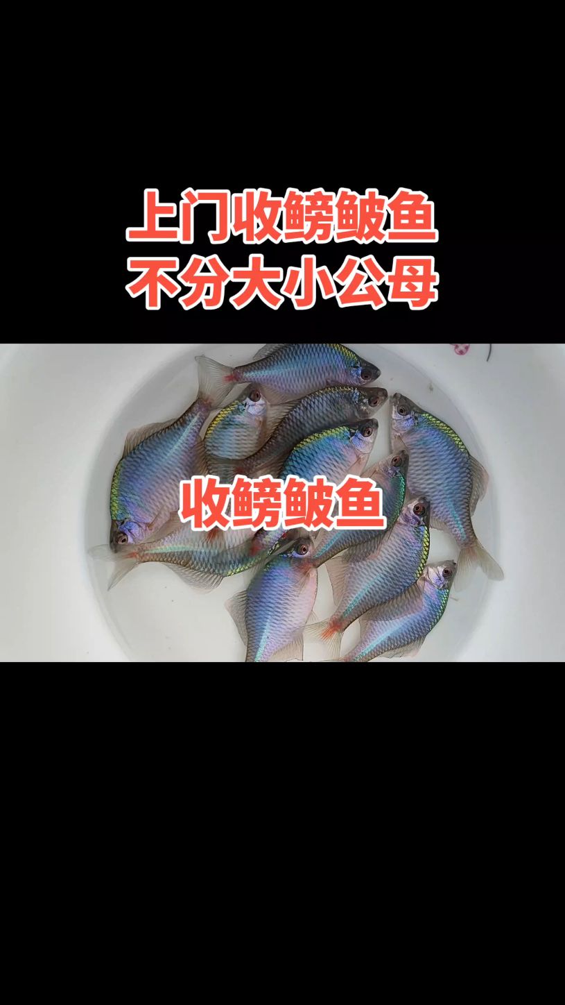上门收鳑鲏鱼#我的农村生活 #鳑鲏鱼