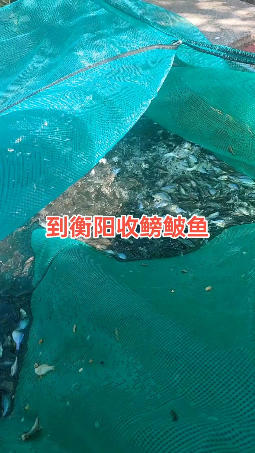 到衡阳收鳑鲏鱼,今天的规格偏大,活力还可以#最美原生鱼 #鳑鲏鱼