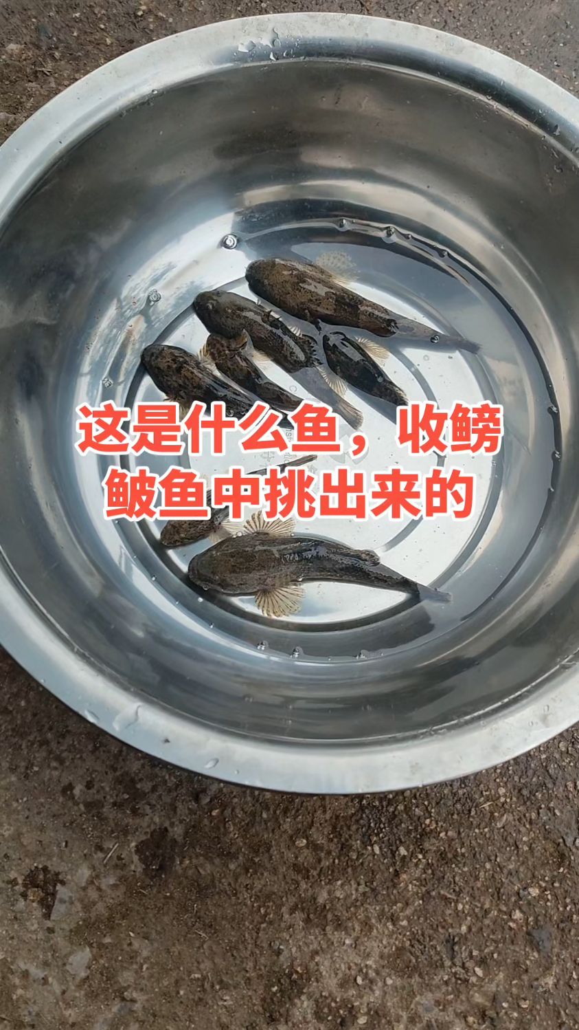 这是什么鱼，收鳑鲏鱼中挑出来的