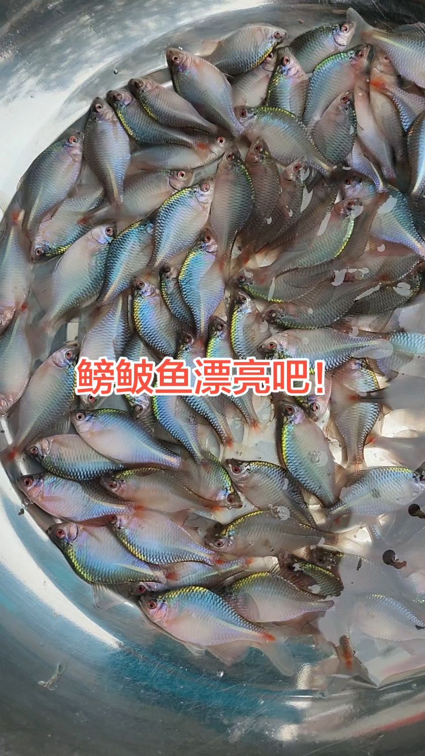 今天收了一批的鳑鲏鱼，颜色发色漂亮，现在都很难看见了#鳑鲏鱼