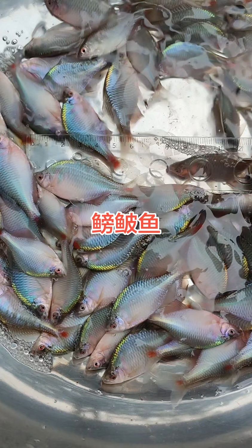 自己养的鳑鲏鱼，这个没话说了吧！#鳑鲏鱼