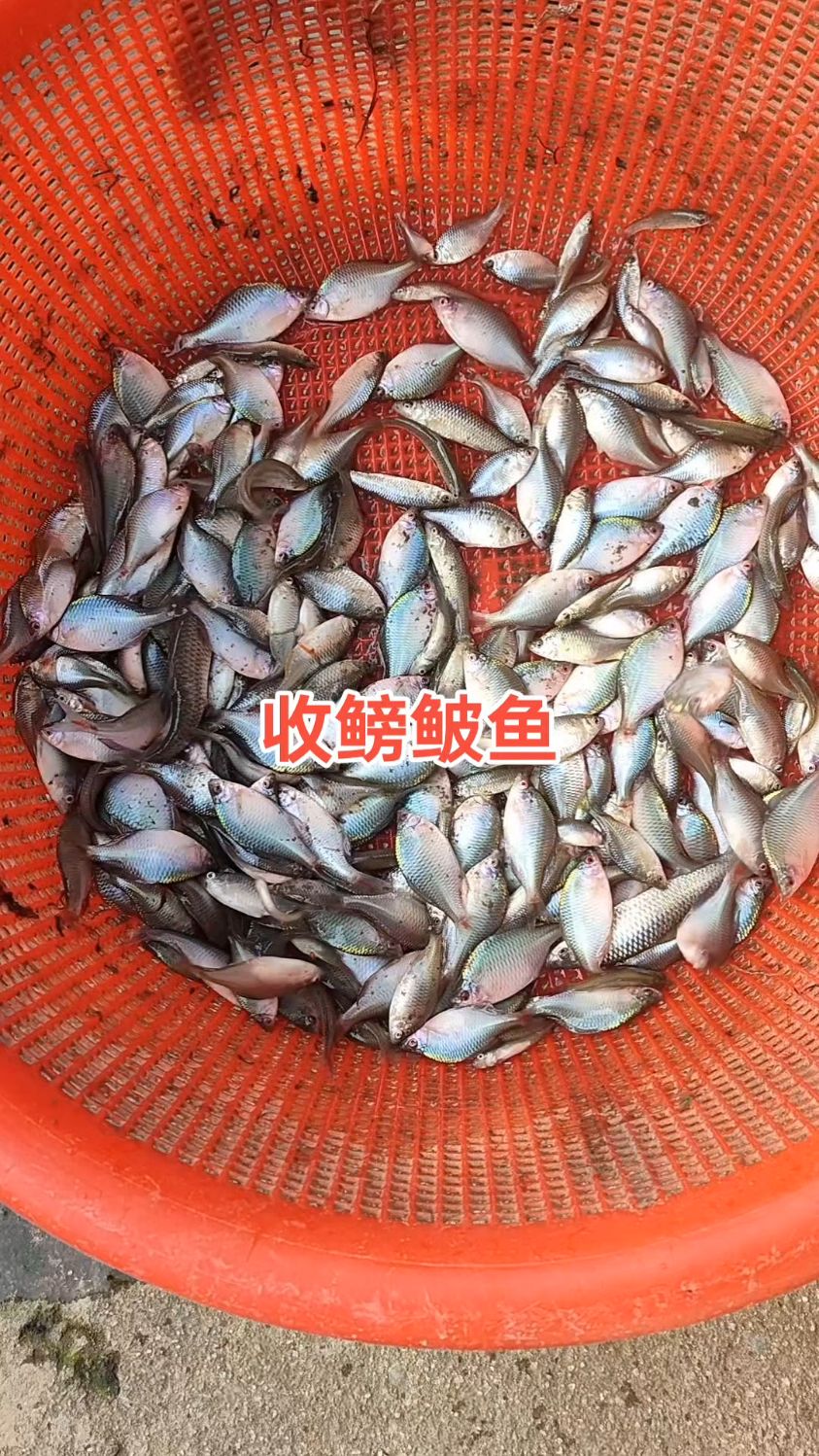 今天出太阳了，清塘又搞了一点好货，鳑鲏鱼个头比较大#鳑鲏鱼#