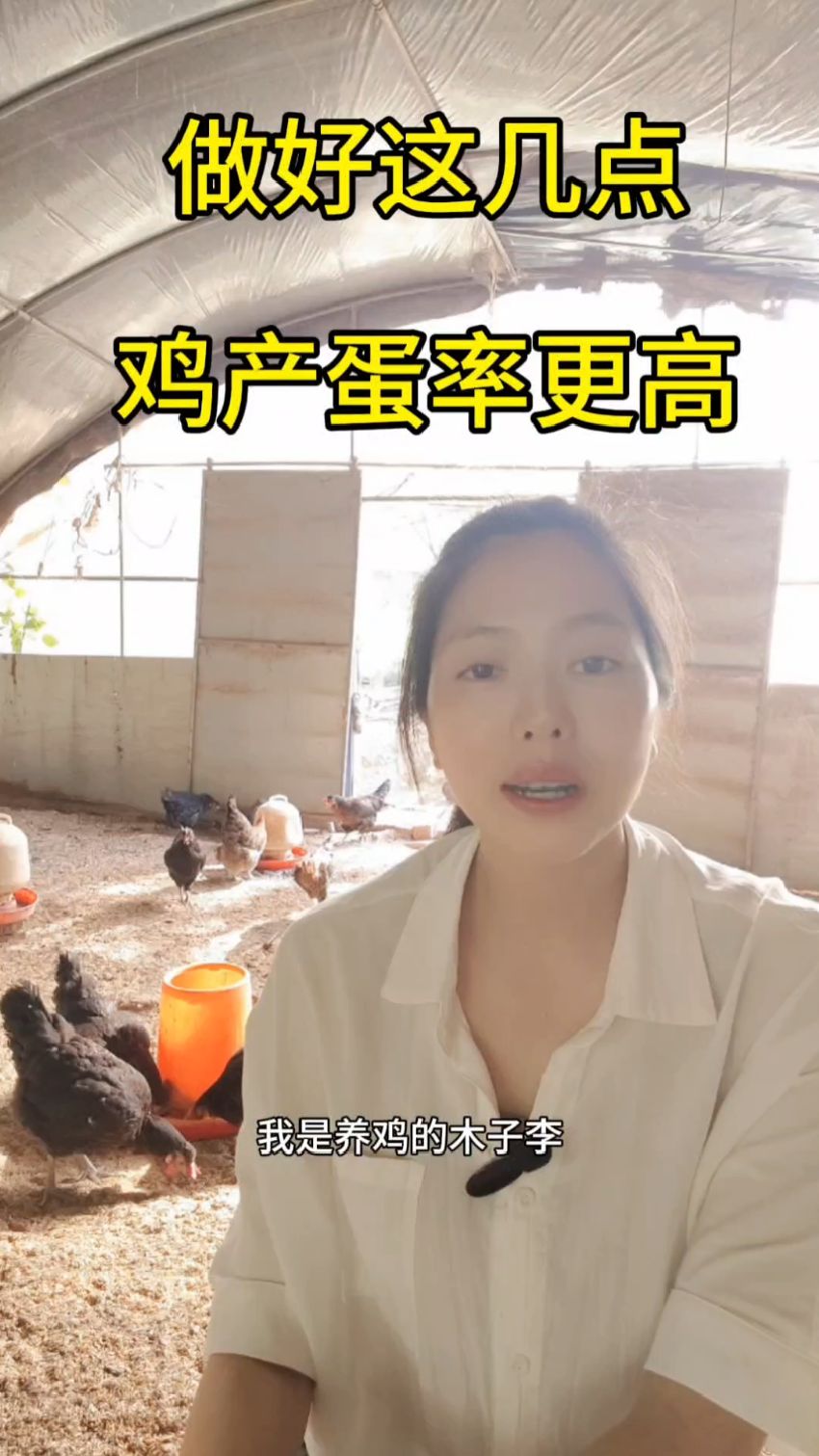 养蛋鸡做好这几点,产蛋率更高