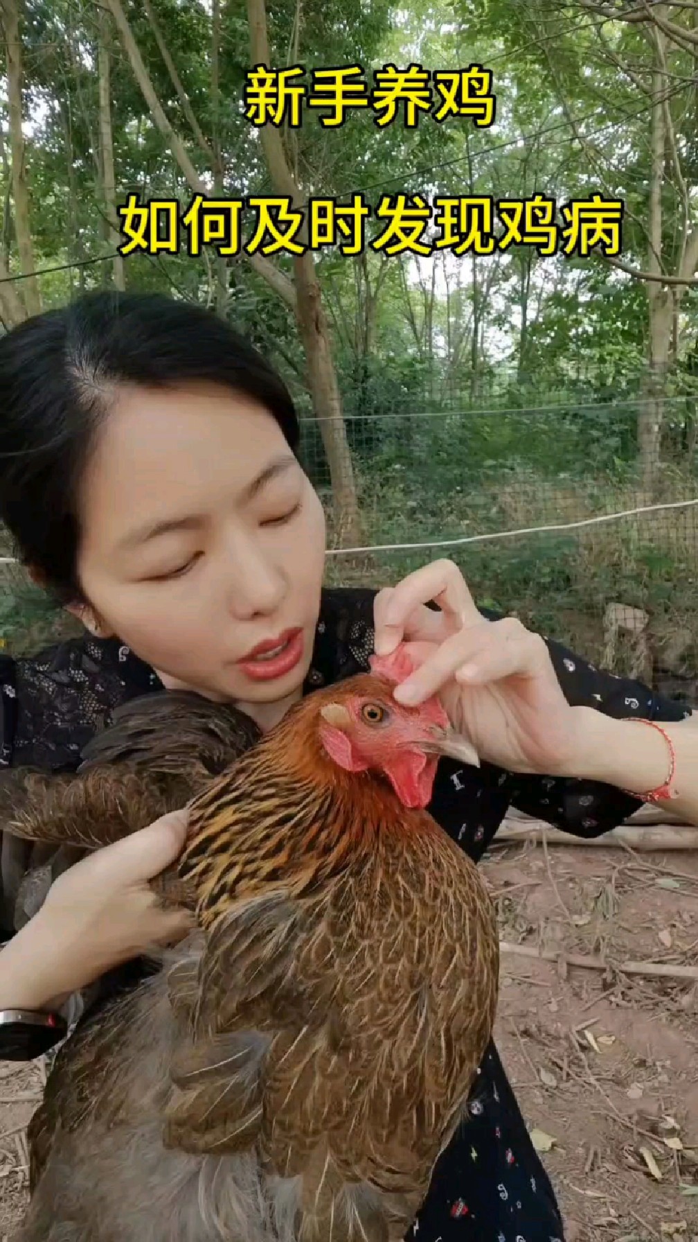 准备养鸡的新手们,你会观察吗?#农村养鸡 #养鸡技术 #新手养鸡