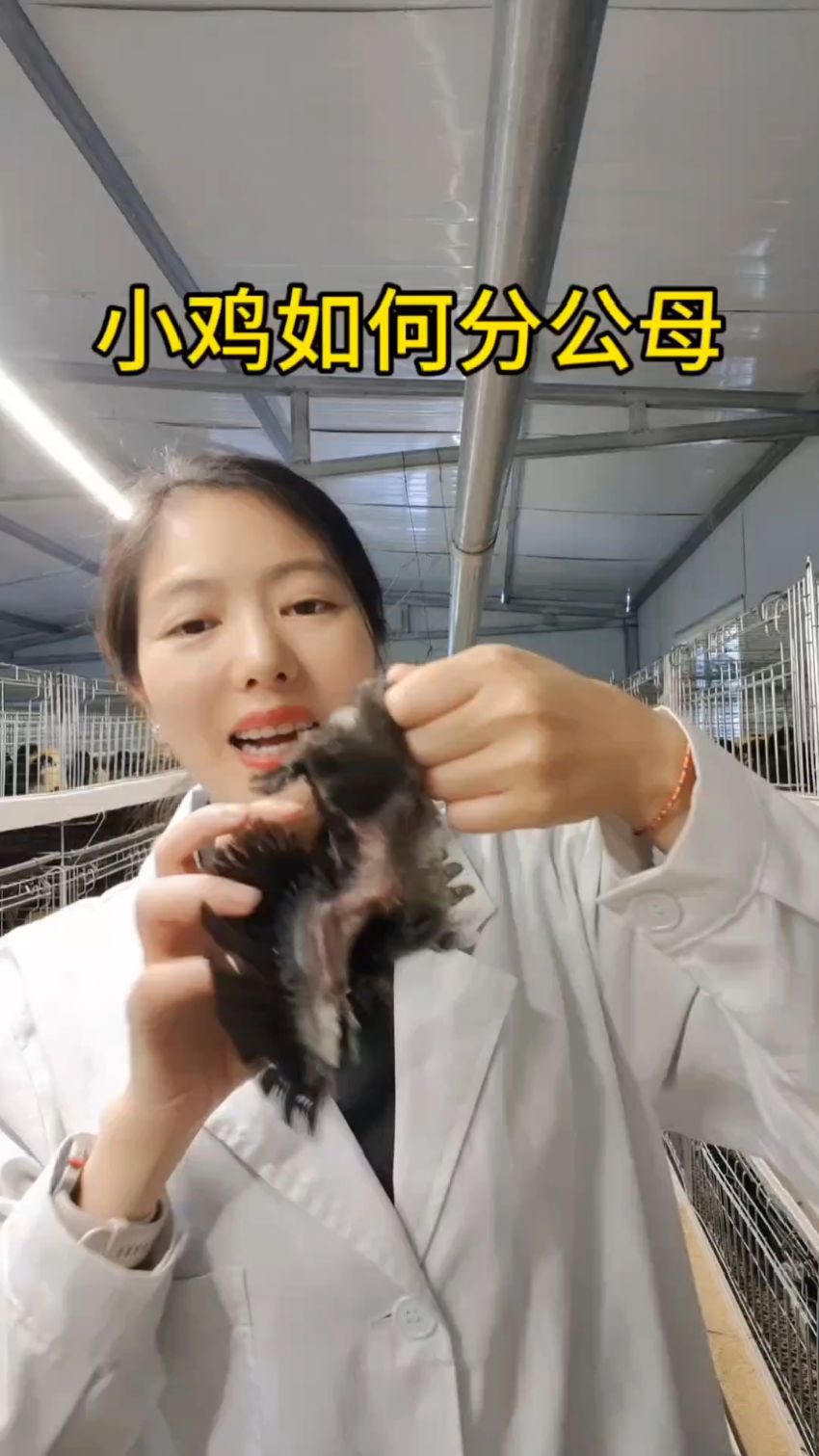 小鸡分公母,方法有几种,赶紧收藏起来! #养殖技术 #养鸡技术