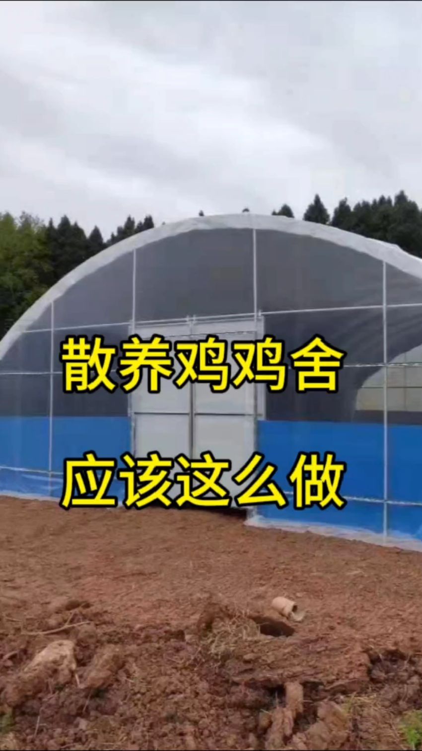 散养鸡鸡舍，不仅要有，还不能太简陋！#养鸡 #养鸡技术