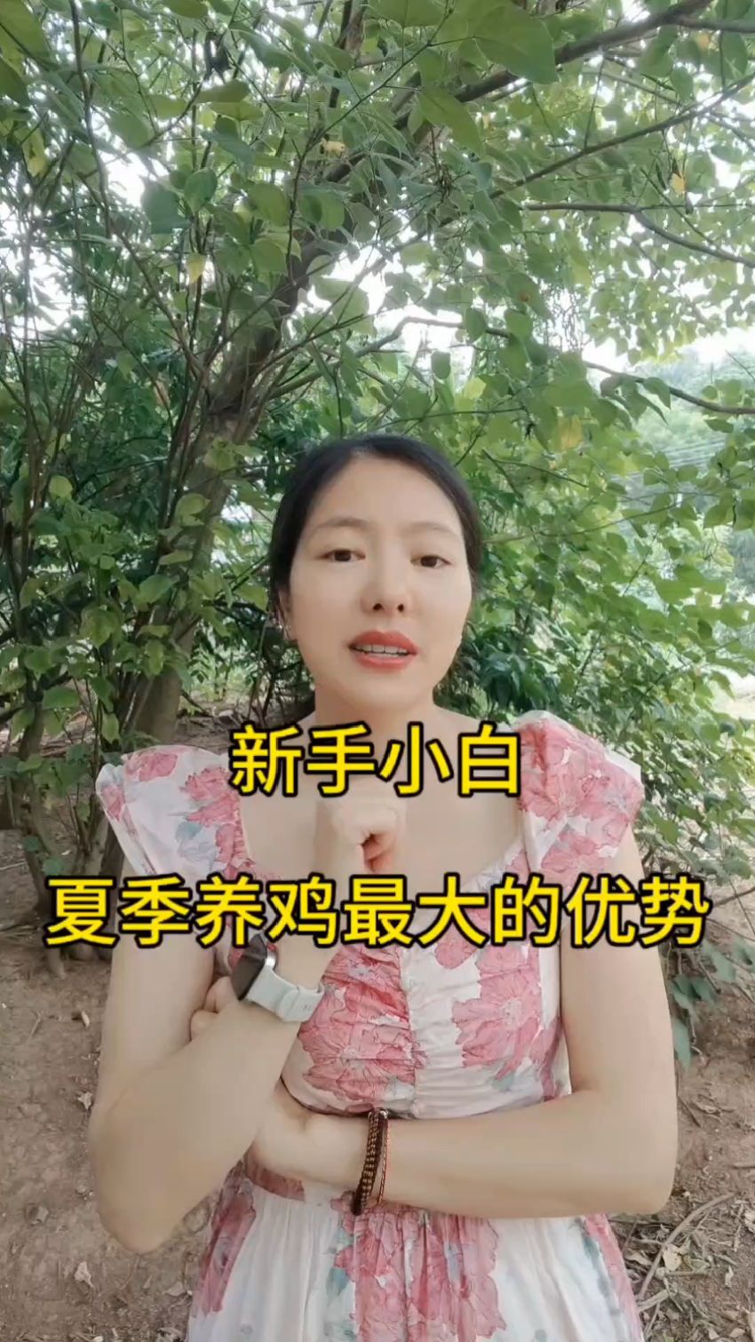 新手小白夏季养小鸡,节约超多加温费#养鸡技术 #养鸡小妙招 #养鸡