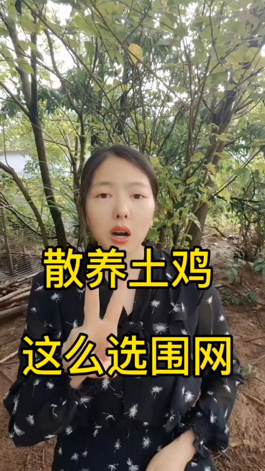 要养鸡了,你的围网选好了吗?#养鸡技术 #养殖技术#散养土鸡
