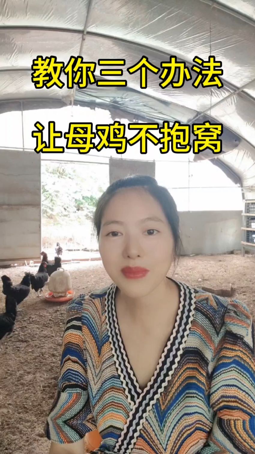 母鸡不抱窝，最后一招一招制敌！#养鸡 #养鸡技术#蛋鸡抱窝