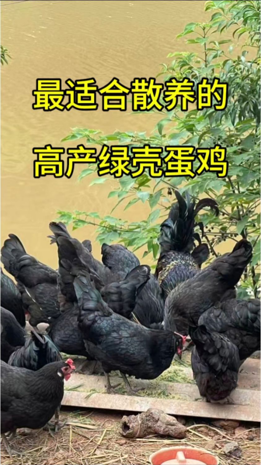 绿壳蛋鸡，产蛋率高又好看