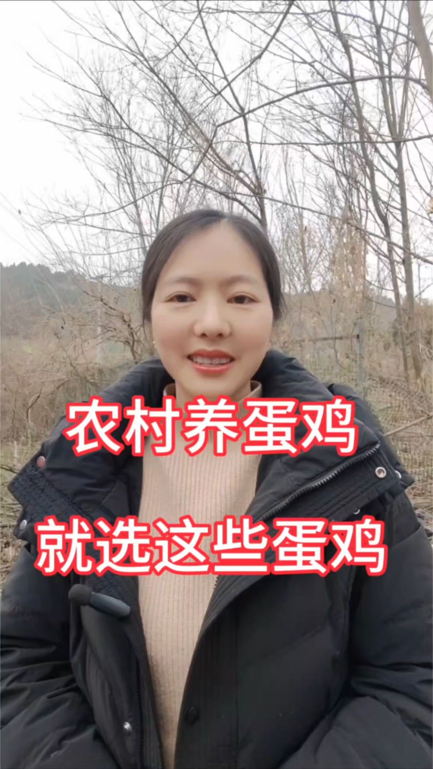 养蛋鸡要拿到好结果,一定要养高产蛋鸡,你准备养哪个品种呢?