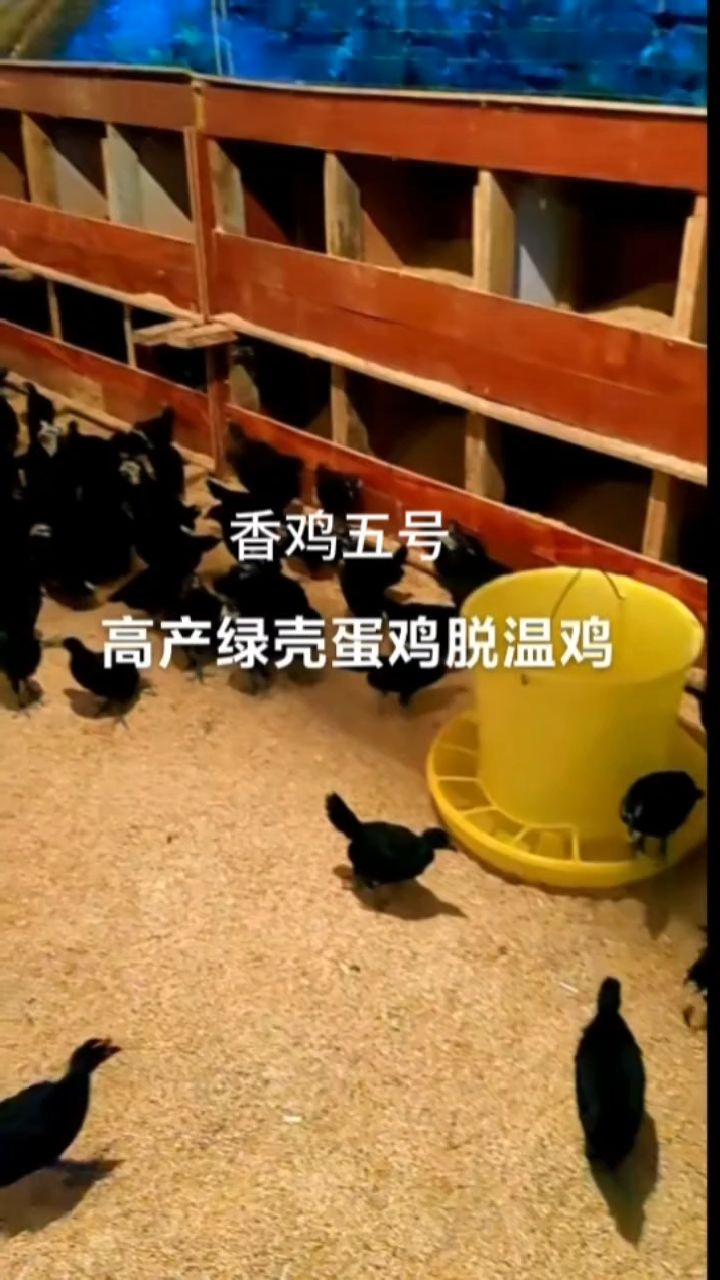 养殖场年前送的最后一批，香鸡五号高产绿壳蛋鸡苗，今天天气很好