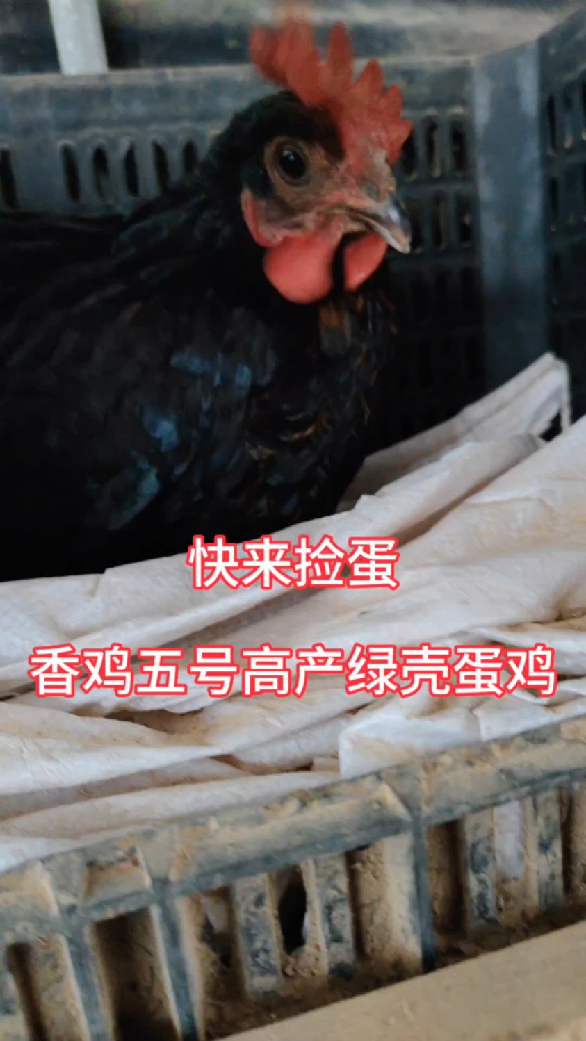 你当地喜欢这种,年产蛋240左右的,香鸡5号高产绿壳蛋鸡吗