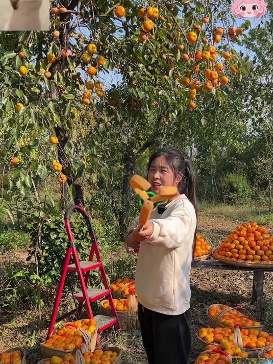 等了一年的巧克力脆甜柿子终于成熟啦_#脆甜柿子