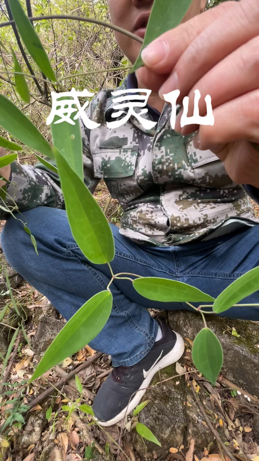 铁脚威灵仙,黄糖加醋煎,一口吞下去,骨刺软绵绵