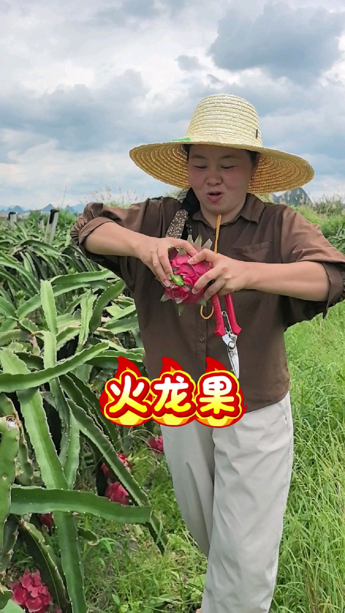 农家正宗火龙果,果肉饱满,香甜多汁
