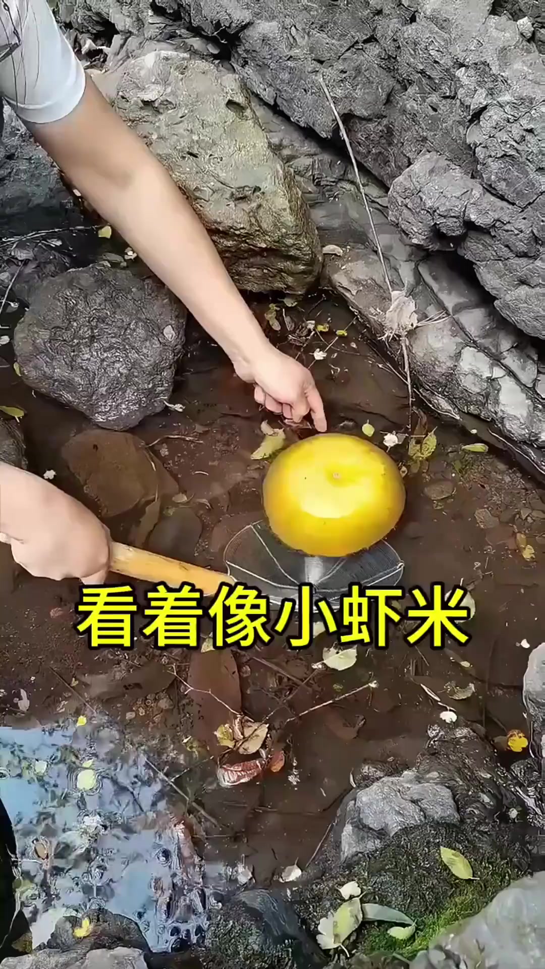 这是什么生物，看着像小虾米