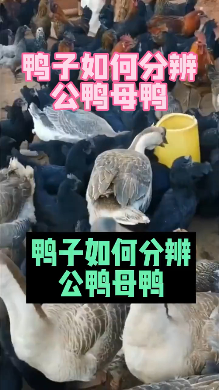 鸭子如何分辨公鸭母鸭