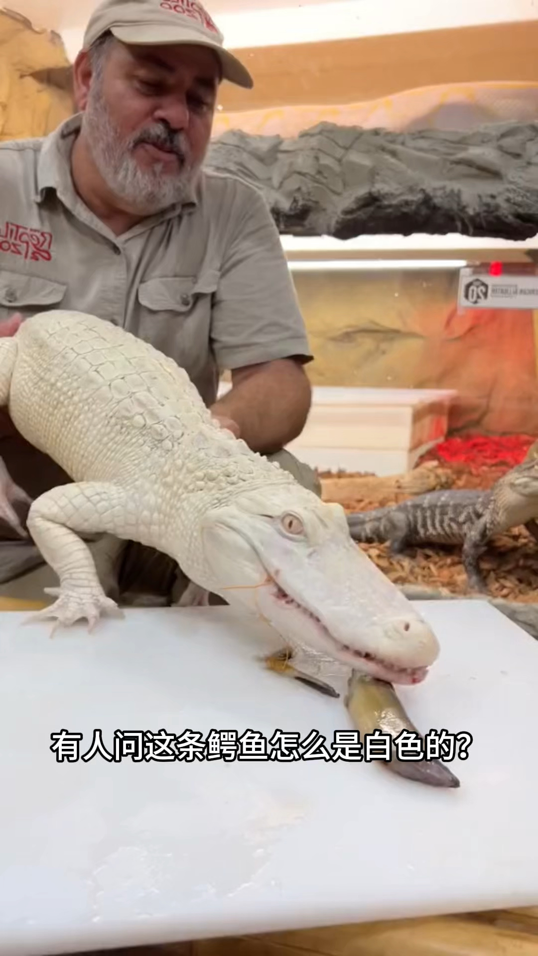 你知道鳄鱼还有白色的吗?