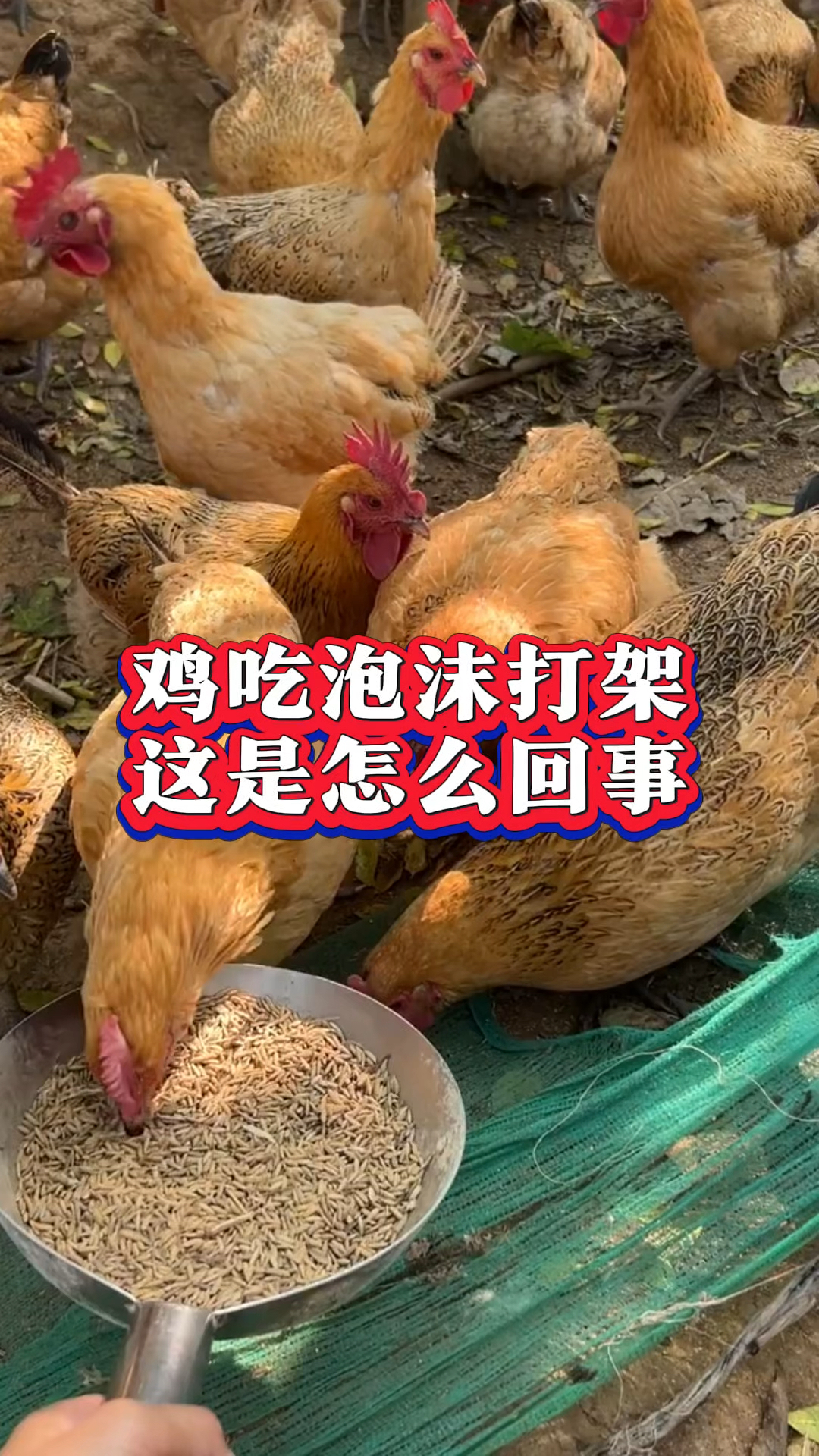 鸡吃泡沫打架这是怎么回事