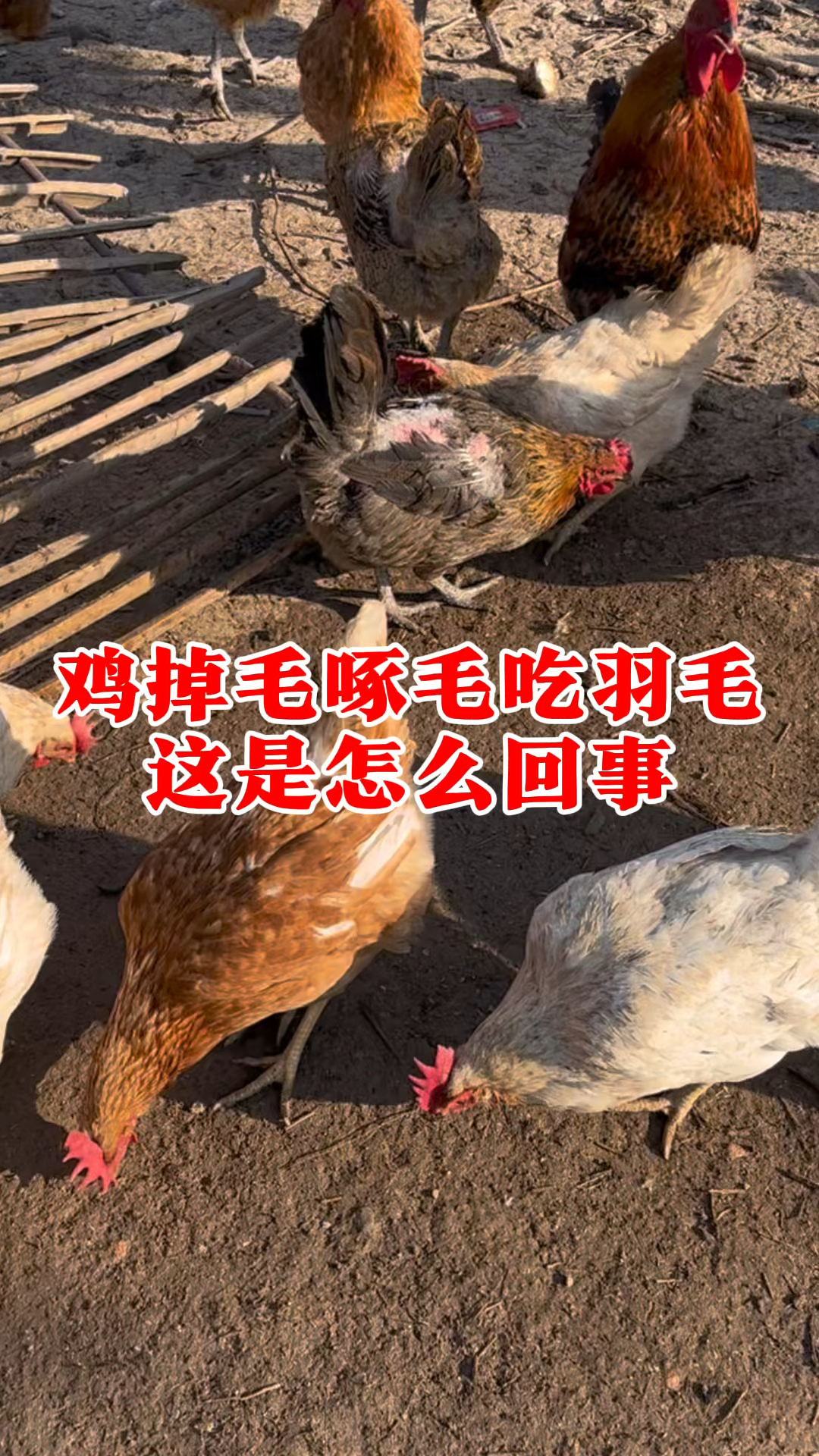 鸡掉毛啄毛吃羽毛,这是怎么回事