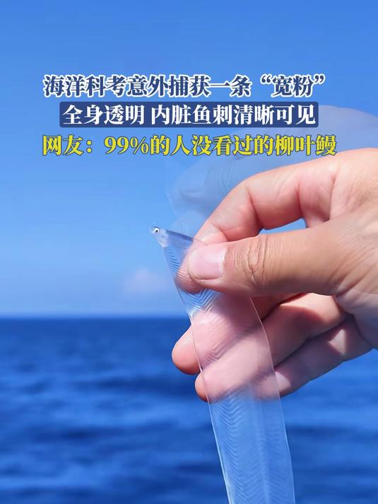 海洋科考意外捕获一条“宽粉”，全身透明，内脏鱼刺清晰可见