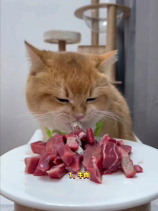 「猫咪健康食谱」5种食物越吃越健康