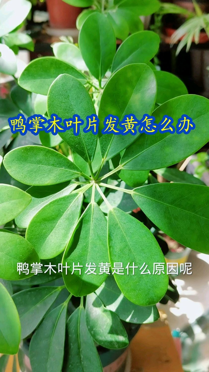 鸭掌木叶片发黄是什么原因