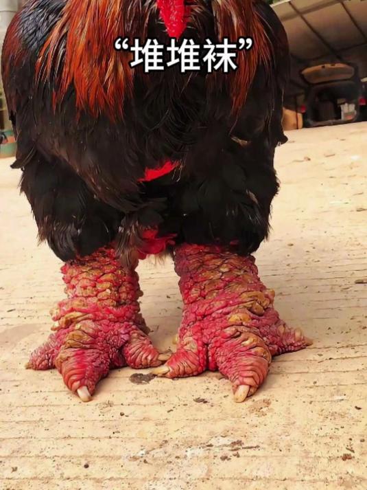 东涛鸡:这年头连鸡都穿堆堆袜