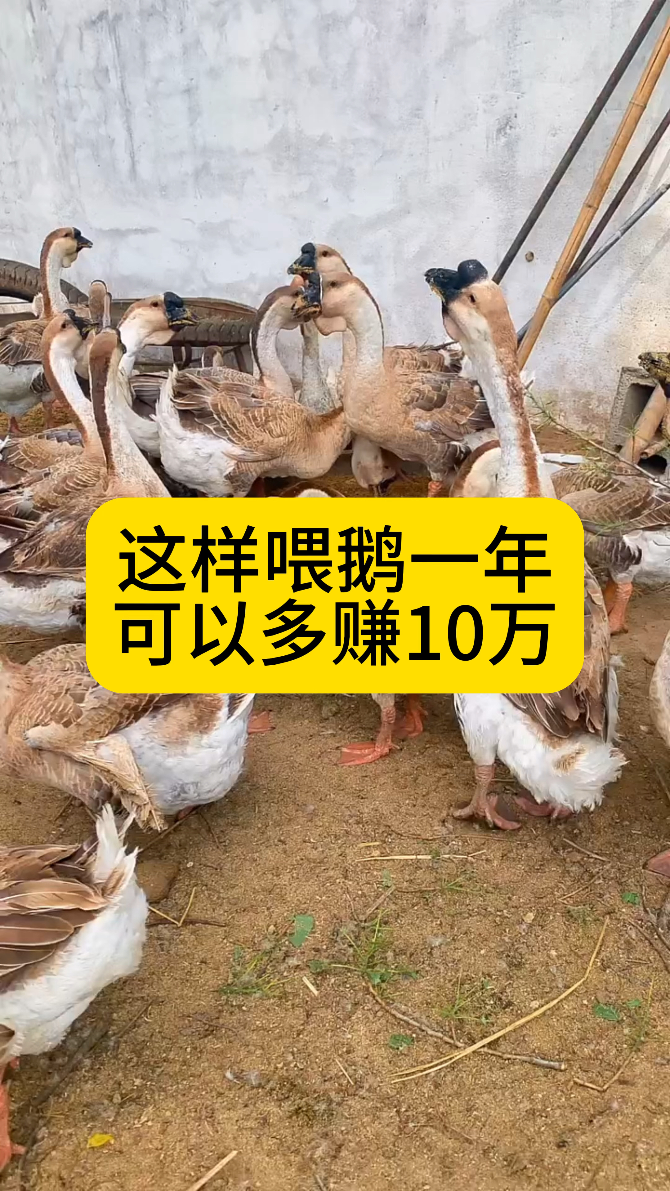 这样喂鹅一年可以多赚10万