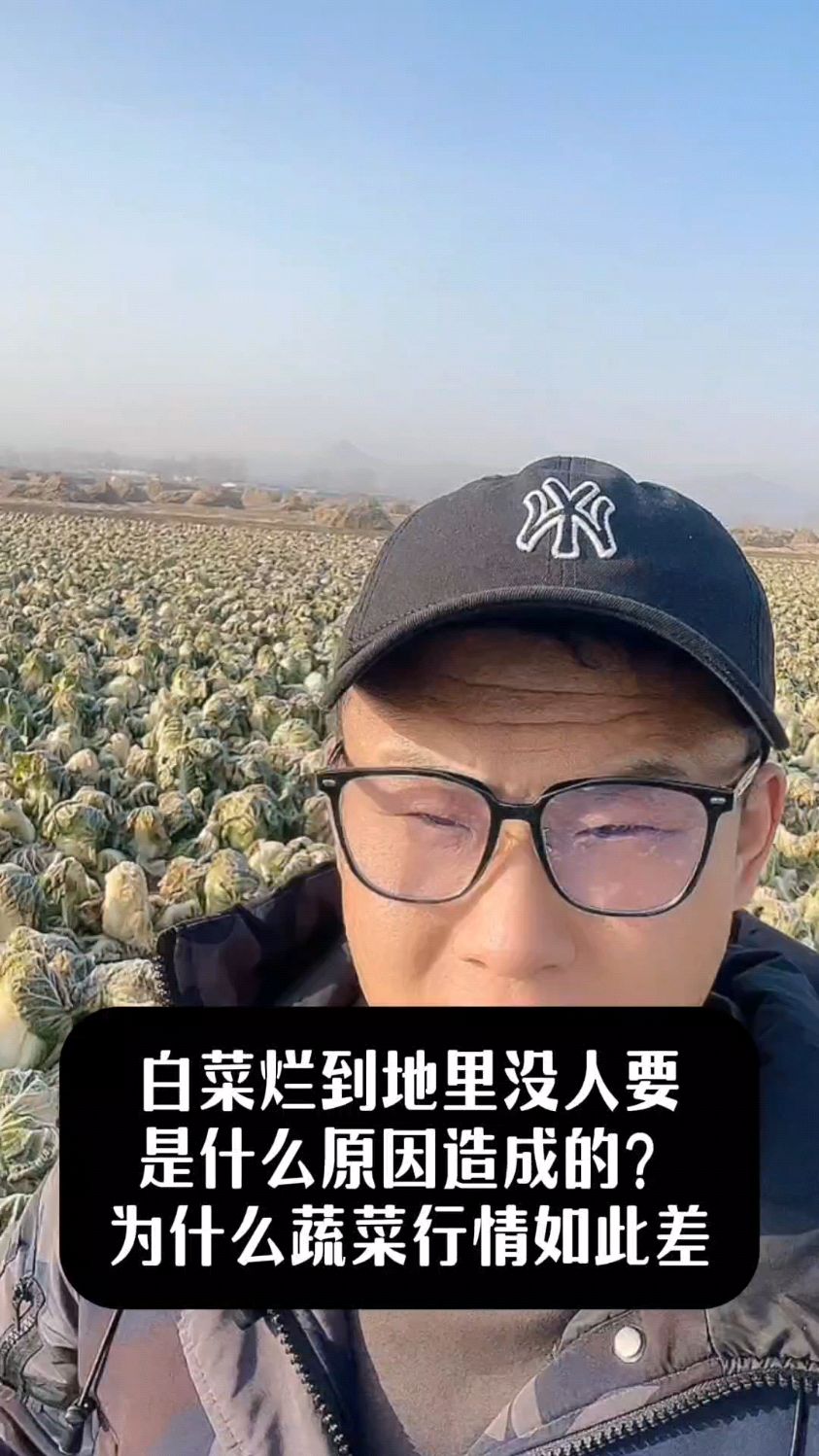 白菜烂到地里没人要,到底是什么原因导致的,今年的蔬菜行情为什么如此之差。