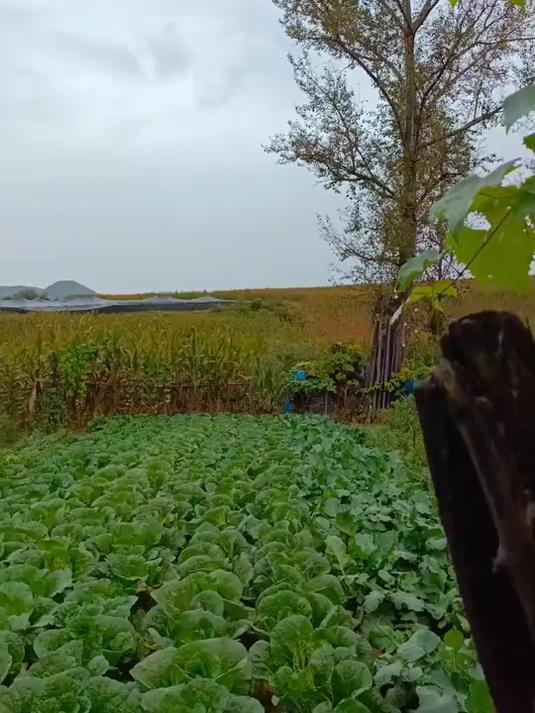 你们那里会吃鸡蛋糕拌饭吗?