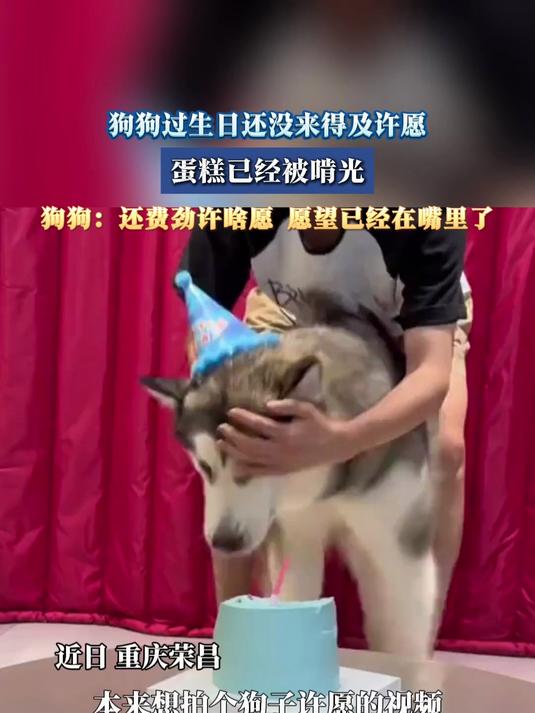 狗狗过生日还没来得及许愿,蛋糕已经被啃光