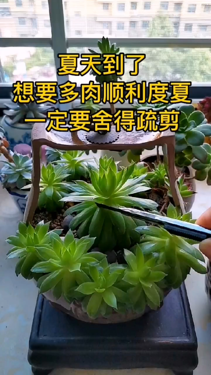多肉植物盆栽