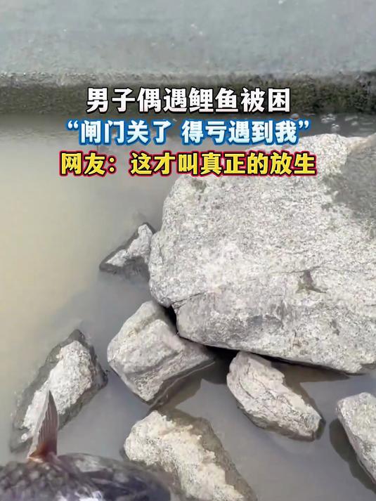 男子偶遇鲤鱼被困,“闸门关了 得亏遇到我”,网友:这才叫真正的放生