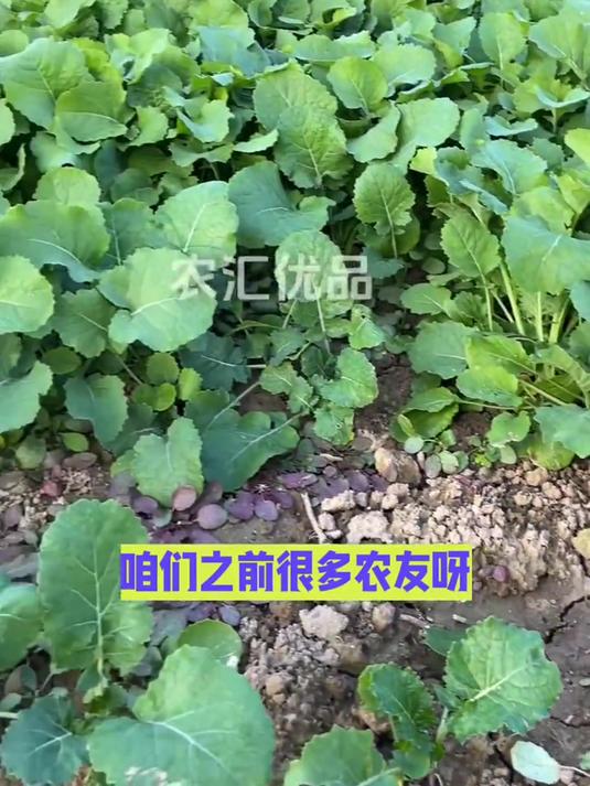 用油菜丰产粒粒饱,农户收获油菜满仓、粒粒饱满