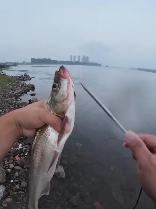 一秒扣鱼，升级版活鱼绳尺寸更小，大小鱼都合适同时也更加不伤鱼