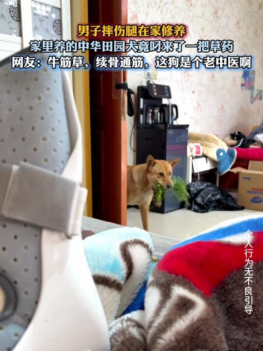 男子摔伤腿在家修养，家里养的中华田园犬竟叼来了一把草药