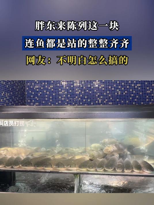 胖东来陈列这一块,连鱼都是站的整整齐齐