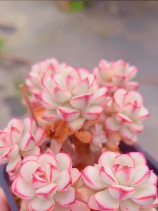 你来不来，花都为你而开。多肉植物～探戈～